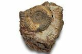 Jurassic Ammonite Fossil - France #251754-1